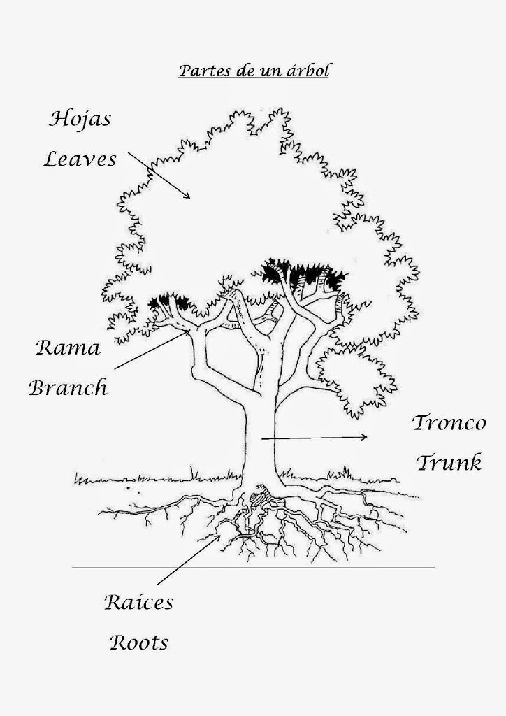 Partes del árbol en español e inglés