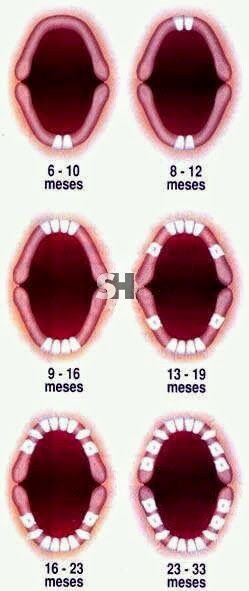 ¿Con cuántos meses le salen los dientes al bebé?
