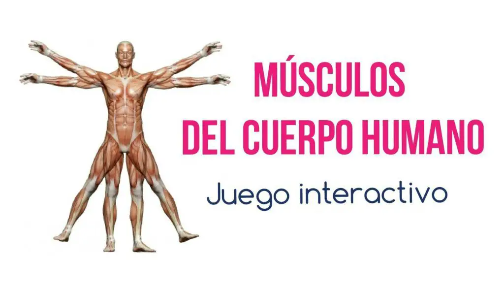 Músculos del cuerpo humano: Juego interactivo