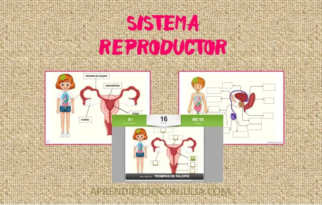 Sistema reproductor femenino y masculino.