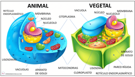 Partes de las células animales y vegetales. Imprimible y actividad. juego.  - Aprendiendo con Julia