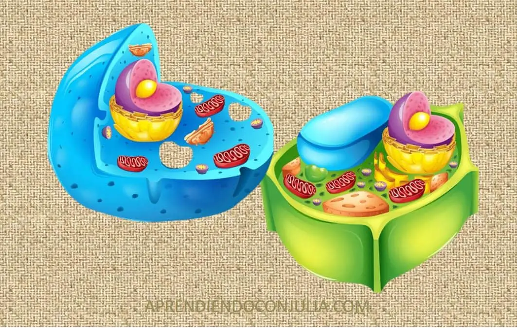Partes de las células animales y vegetales